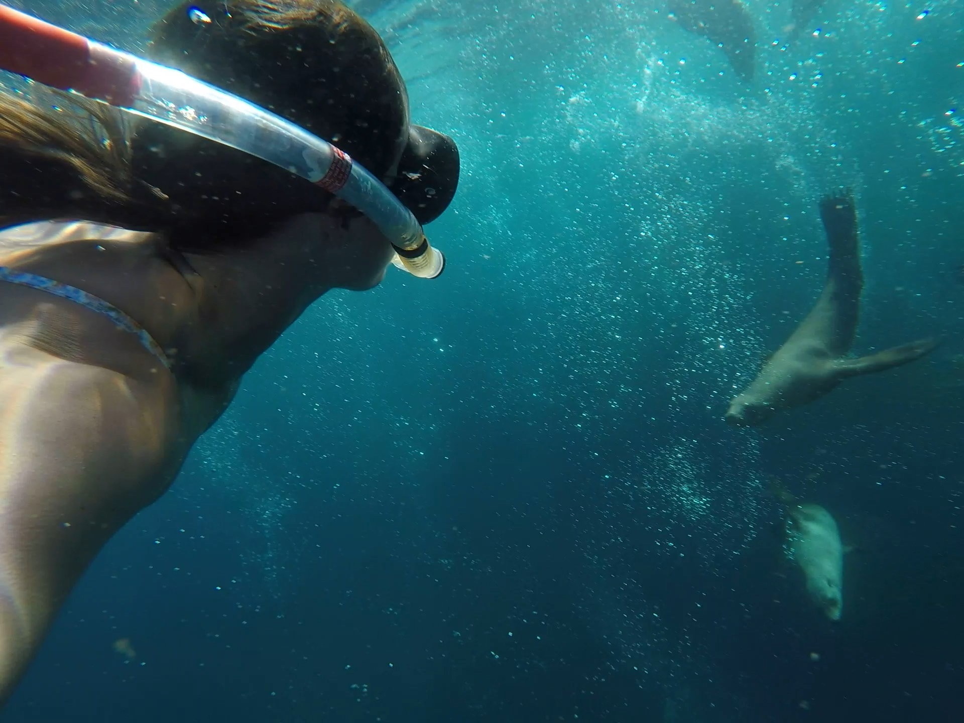 Underwater, the head and shoulders of a woman in bathers, mask and snorkel are in the left foreground, only the back of her head visible, as she watches a seal swim in the near distance at right of frame.