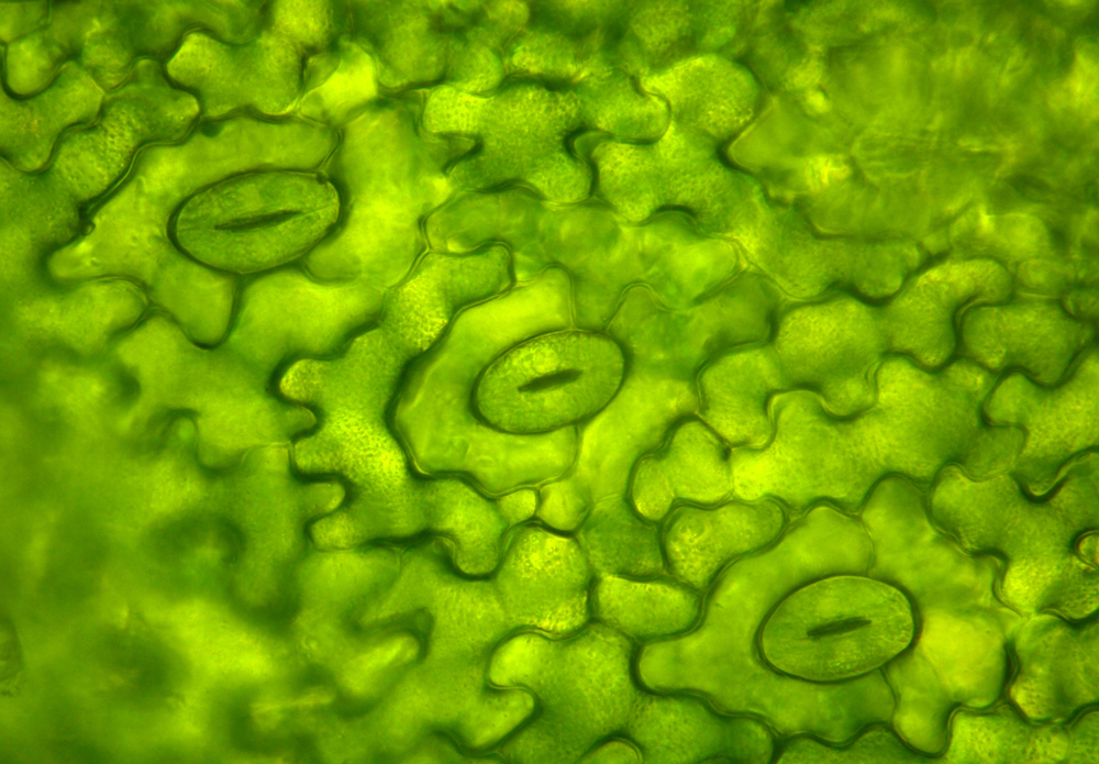Stomata plant under a microscope 