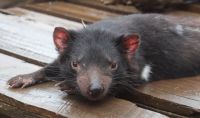 Short story competition supports the Tasmanian devil
