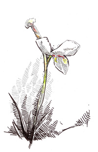illustration of orchid