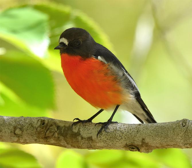 close up of Robin Redbreast bird standning on tree branch