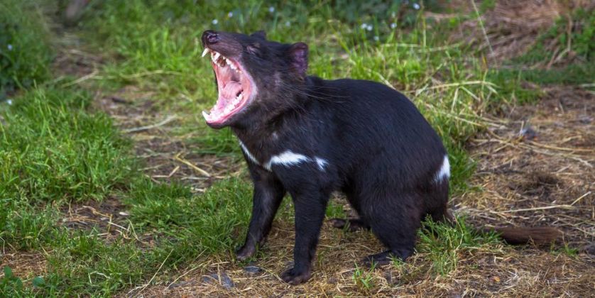 Thumbnail for Deadly disease can ‘hide’ from a Tasmanian devil’s immune system