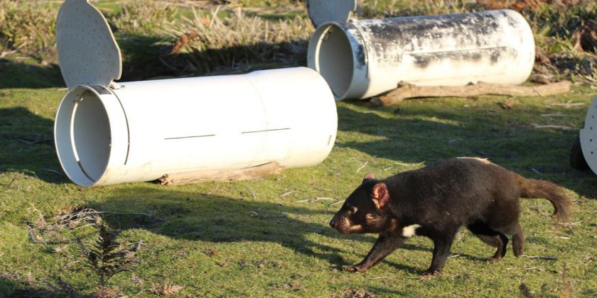 Thumbnail for World first: trial of Tasmanian Devil vaccine begins in the wild