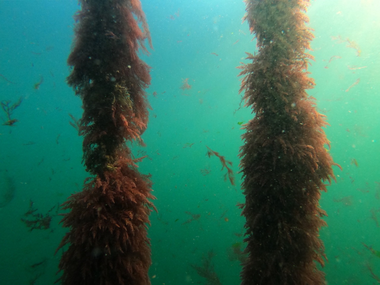 Asparagopsis growing on ropes in Tasmania - Sea Forest