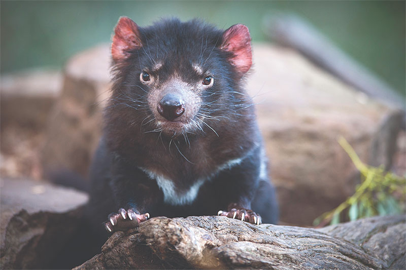 An image of the Tasmanian devil