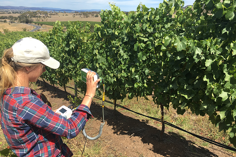 Thumbnail for Nitrogen snapshot for wine producers | Tasmanian Institute of Agriculture