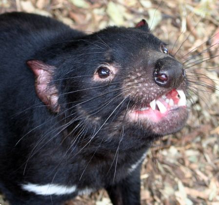 Thumbnail for Dr Eric Guiler Tasmanian Devil Research Grants awarded