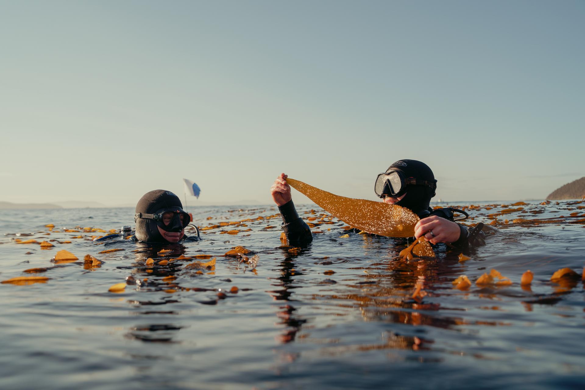 Students diving in kelp forest