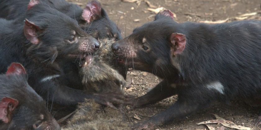 Thumbnail for Tassie devils’ decline has left a feast of carrion for feral cats