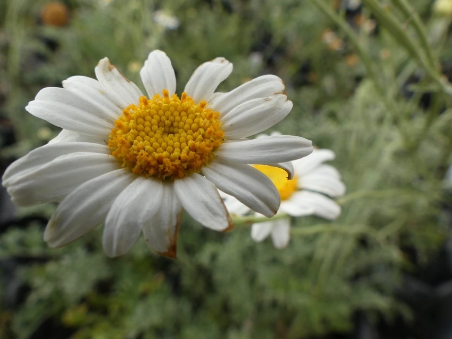 Thumbnail for Development of regional risk models for fungal diseases in pyrethrum | Tasmanian Institute of Agriculture