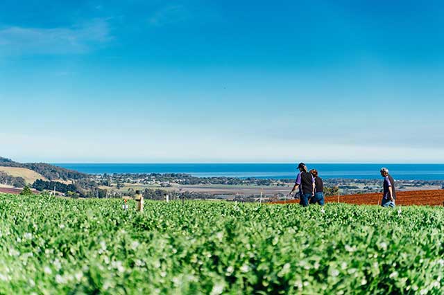 People walking through a green field with a view of the ocean in the distance under a clear blue sky.