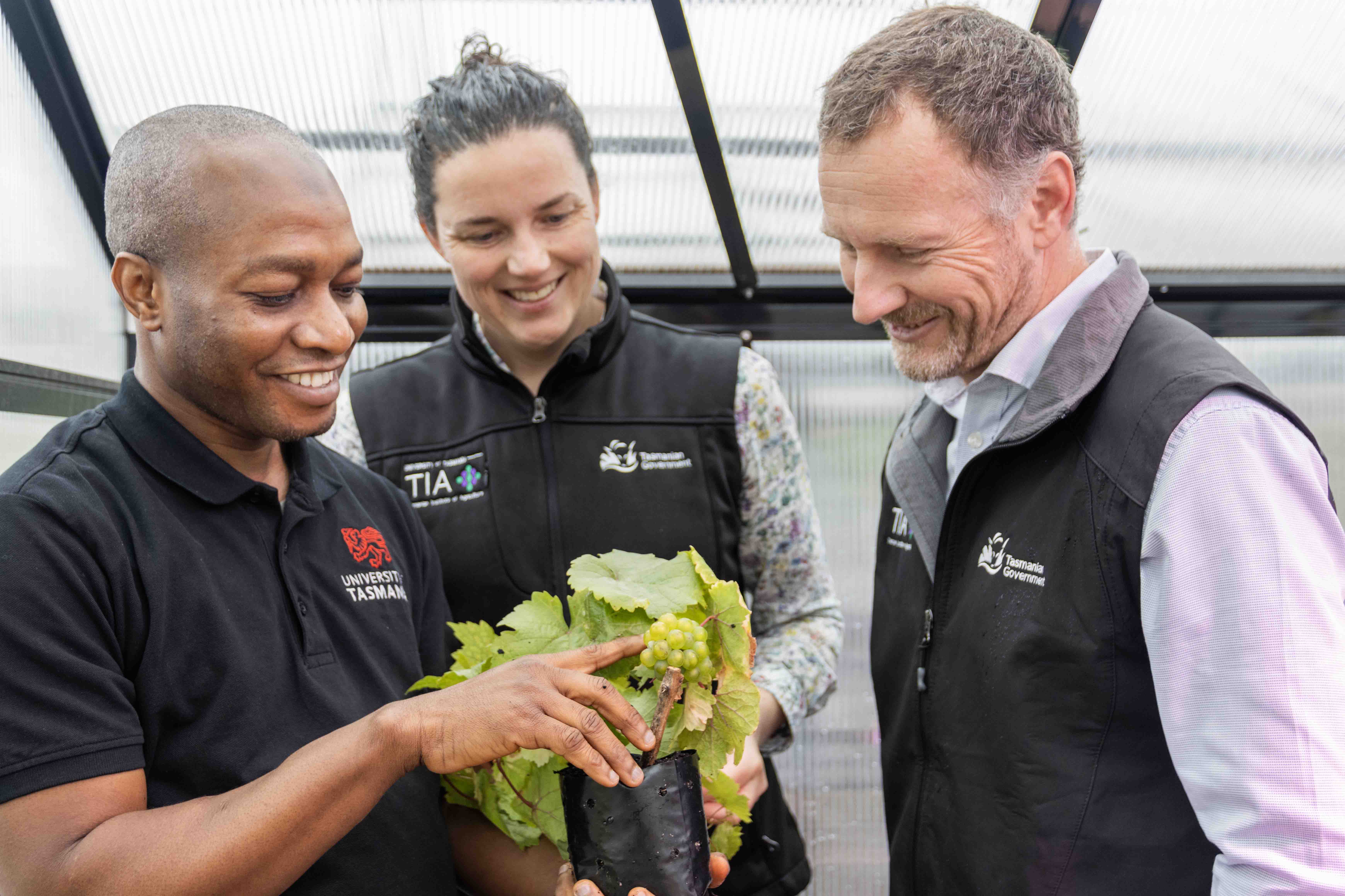 Tory Clarke inspecting a grapevine trial with a PhD student