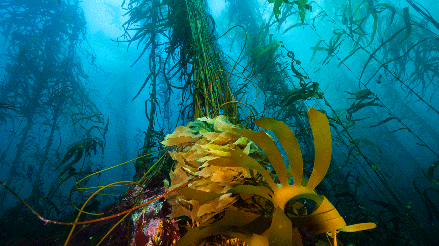 Giant kelp forest Maatsuyker Island Photo Scott Bennett