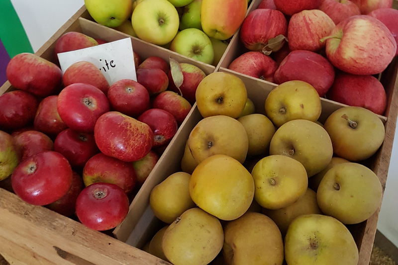 Thumbnail for Australia-wide survey of apple packhouse hygiene | Tasmanian Institute of Agriculture