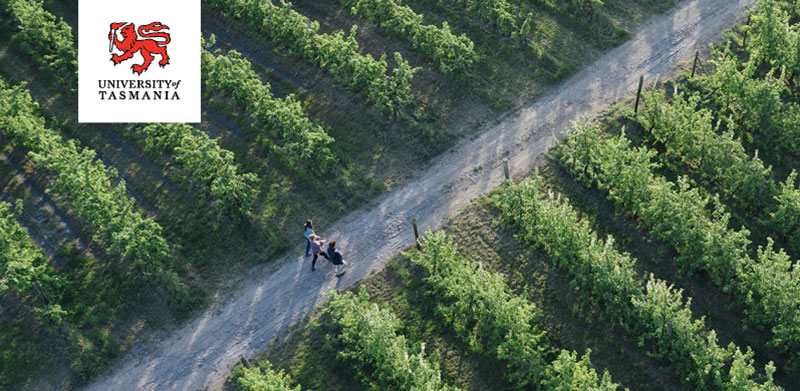 Photo of people walking through an orchard
