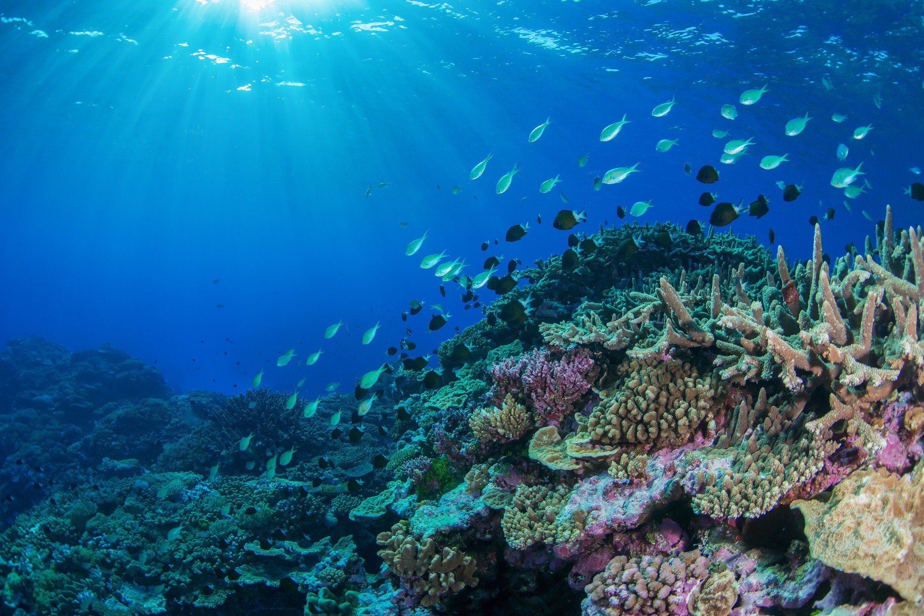 Thumbnail for Diving into data: unique portal delivers insights for managing Australia’s seafloor habitats