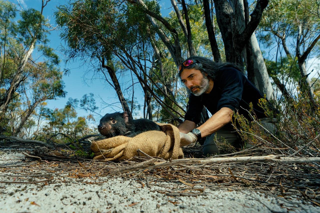 Rodrigo Hamede releases Tasmanian devil from burlap sack in the bush after studying it