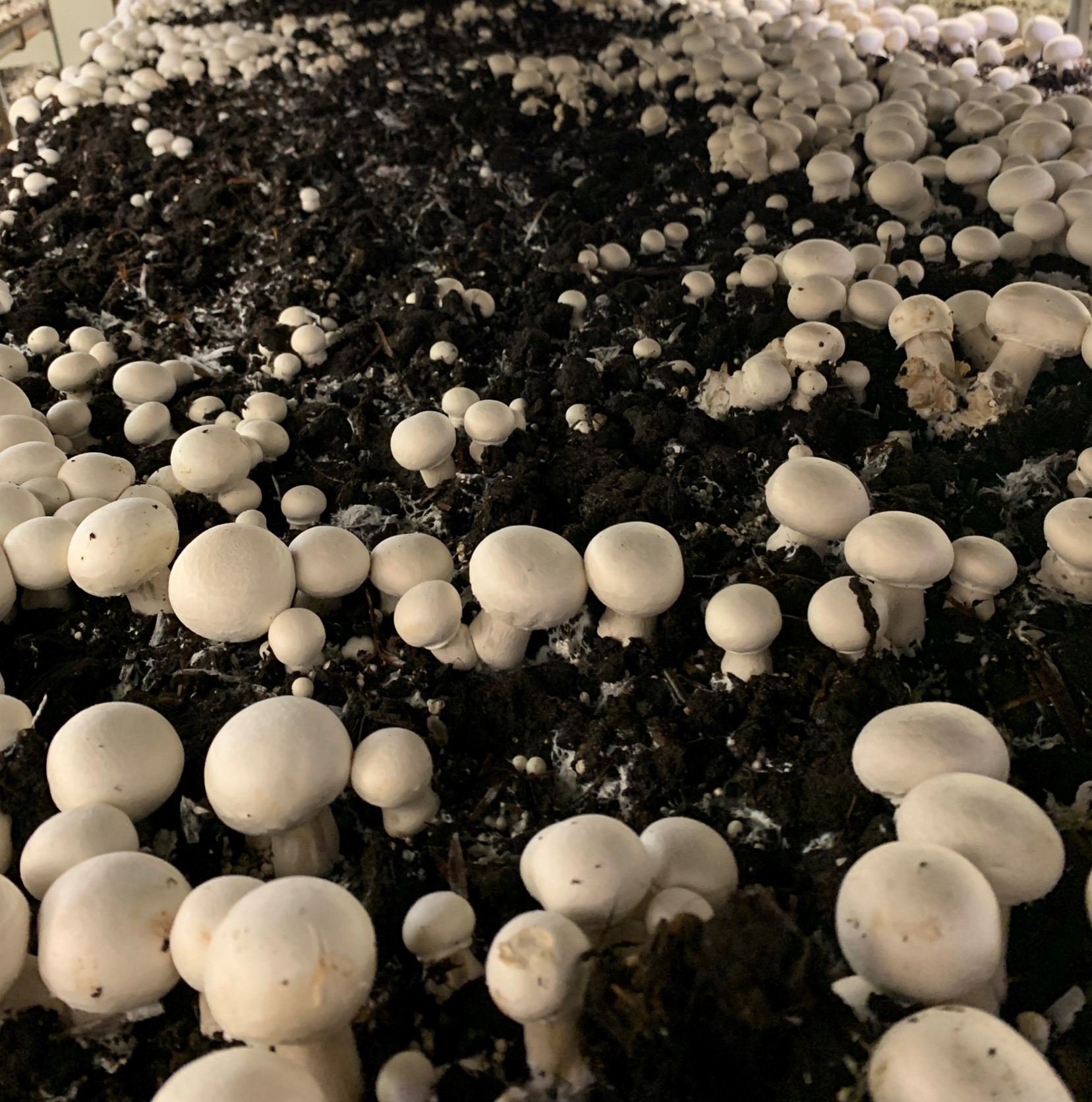 Mushrooms growing in dirt