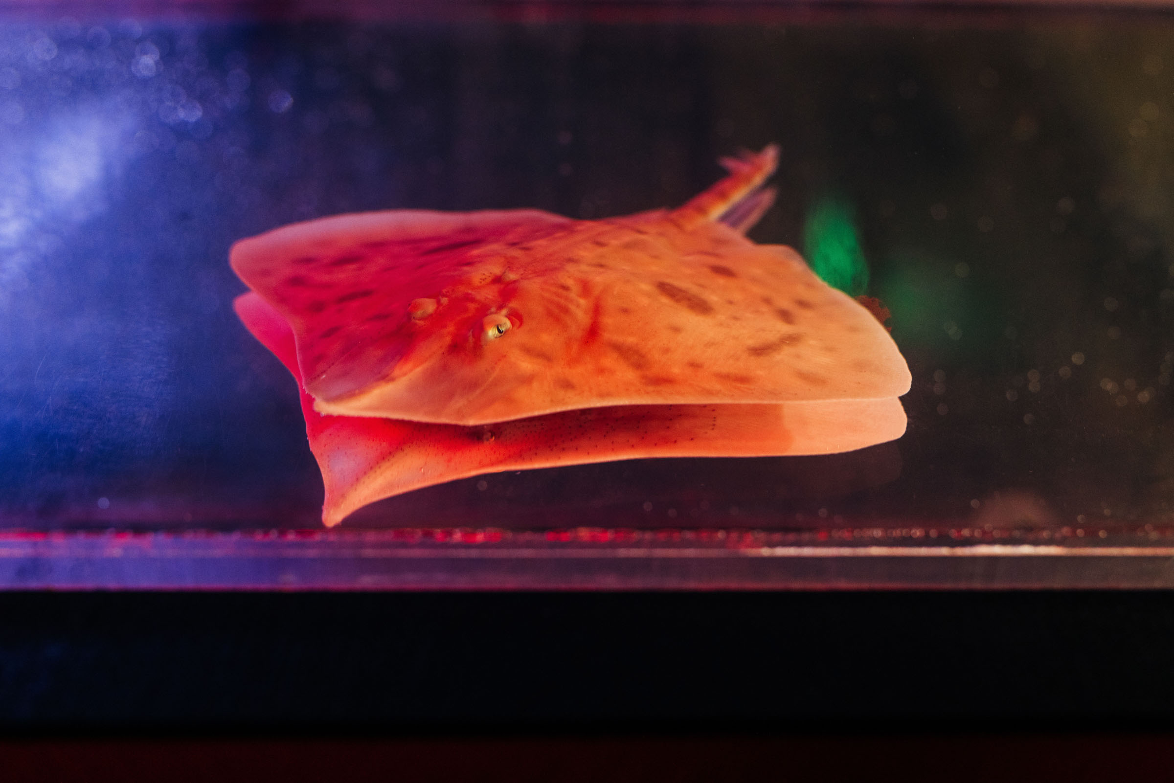 An image of the Maugean skate