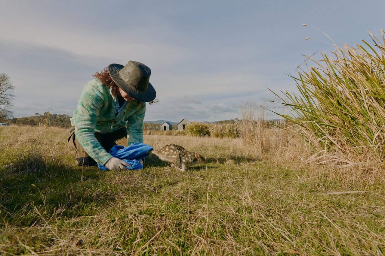Sophia Jackson releasing Quolls