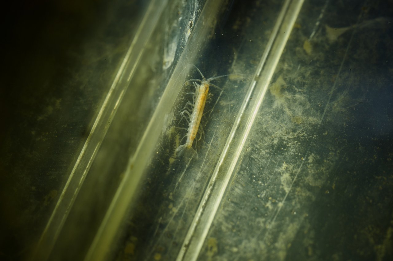 Shrimp