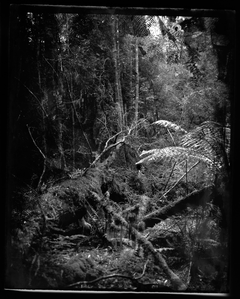 Image description: A black and white analogue photograph / contact print of a dense forest with a large fallen tree covered in moss, surrounded by ferns and dark overgrown undergrowth. The light catches the fern fronds, creating contrast against the shadowy forest floor.