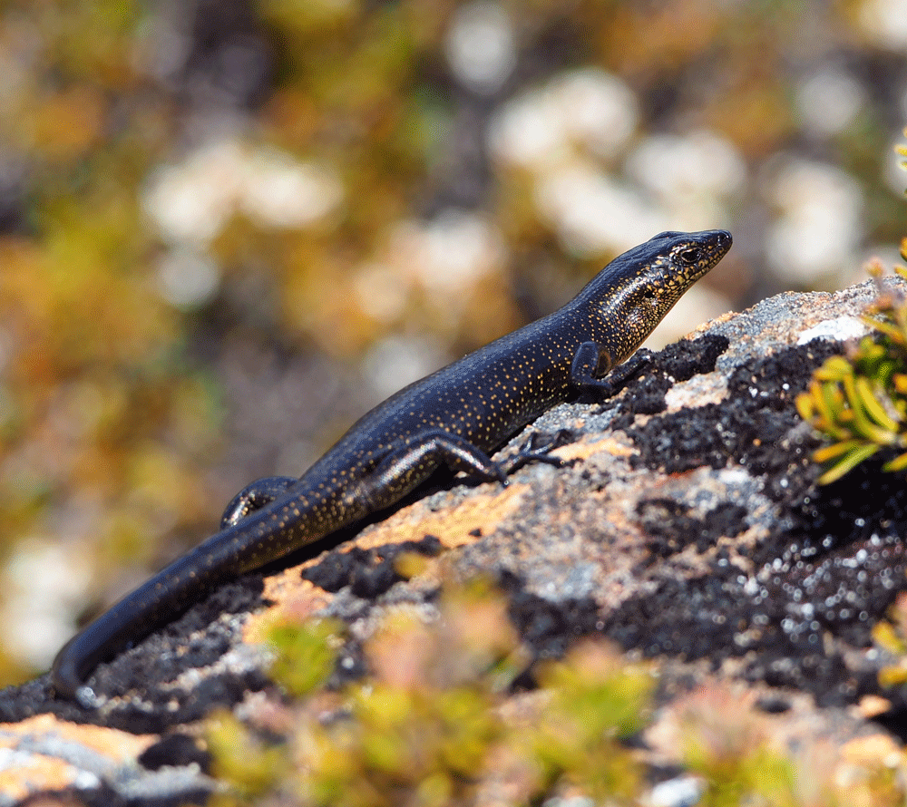 Northern snow skink image by Georgina Anderson