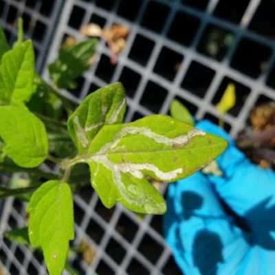 Serpentine leafminer leaf damage Photo: NSW DPIRD