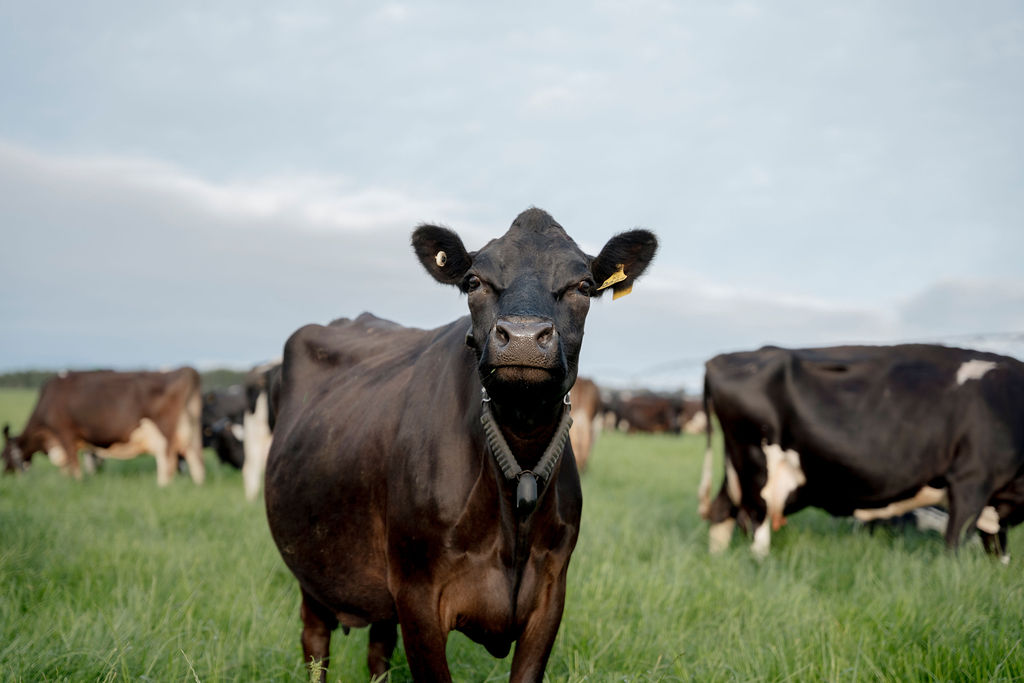 Halter dairy cow