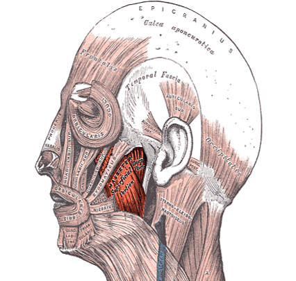 Diagram of muscles of the head