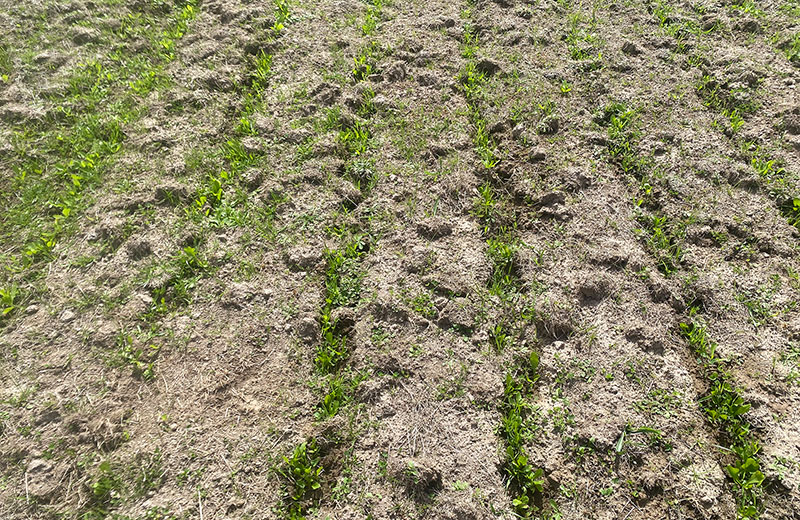 Thumbnail for Evaluation of strip tillage and direct drilling sowing methods for pasture renovation | Tasmanian Institute of Agriculture