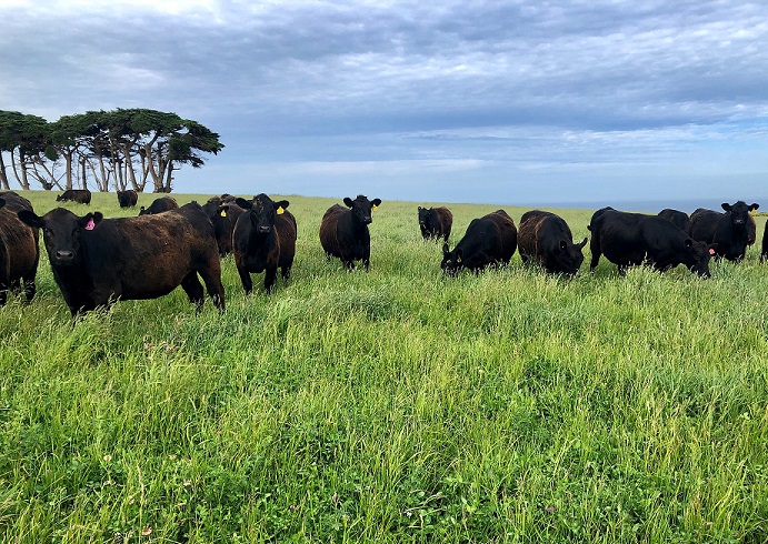 Cattle on mixed sward