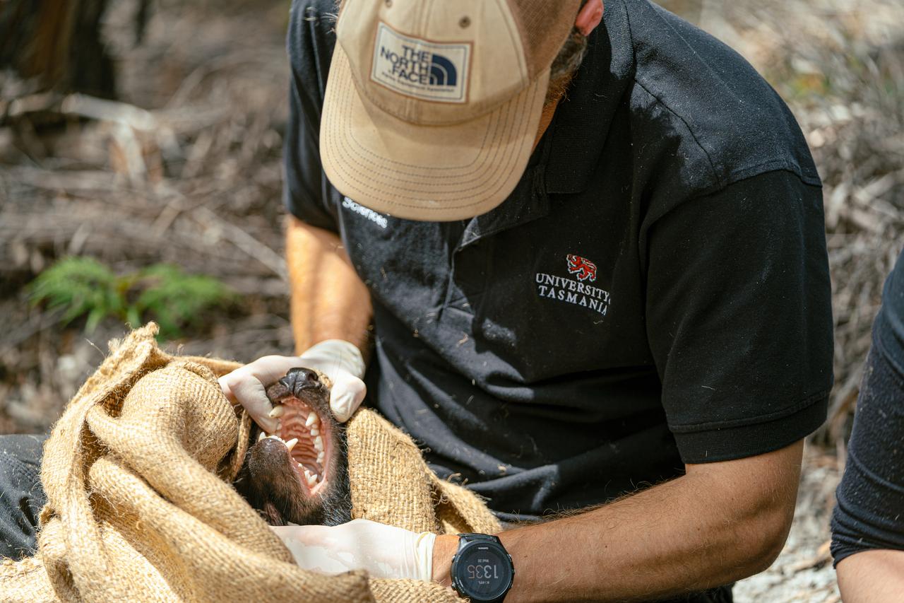 A Tasmanian devil is inspected and genetic samples taken for research.