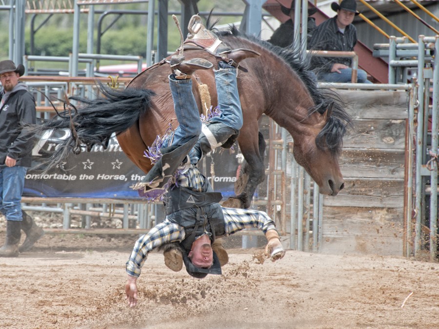 Rodeo Cowboy thrown from horse about to land on his head