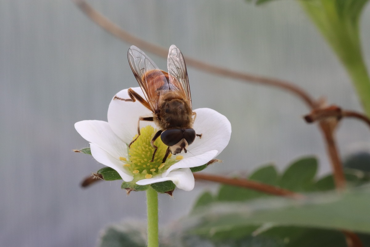 The hover fly, Eristalis tenax visiting a strawberry flower. J. Finch. 
