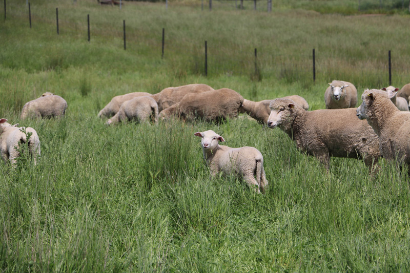 Thumbnail for App for sheep graziers | Tasmanian Institute of Agriculture