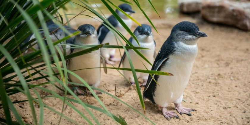 Thumbnail for Little penguins could have big research impact