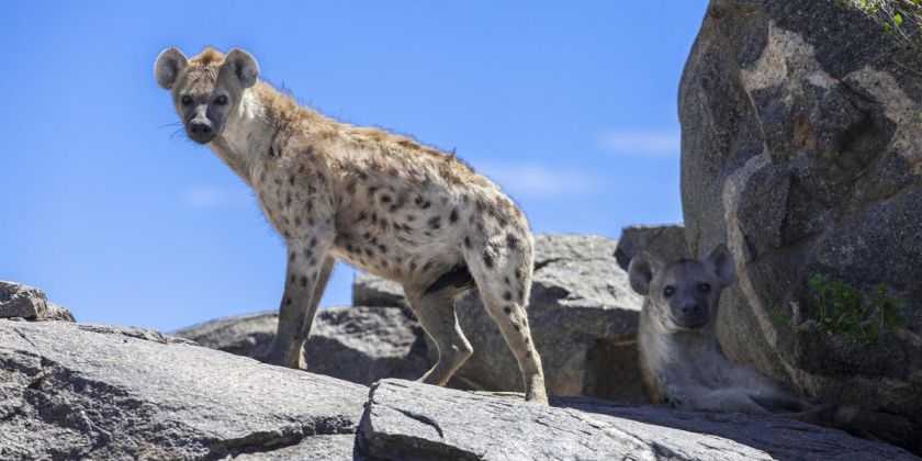 Thumbnail for Spotted hyenas rarely die from disease: we set out to discover why