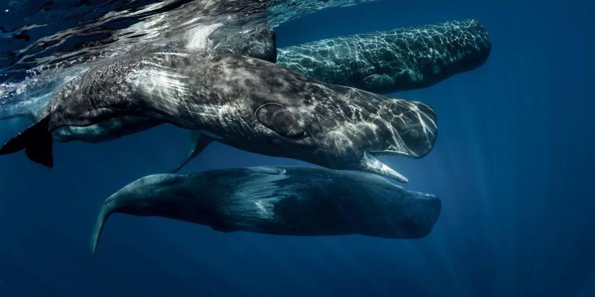 Thumbnail for Whale warning signs revealed in historical records