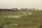 The Emu Hunters