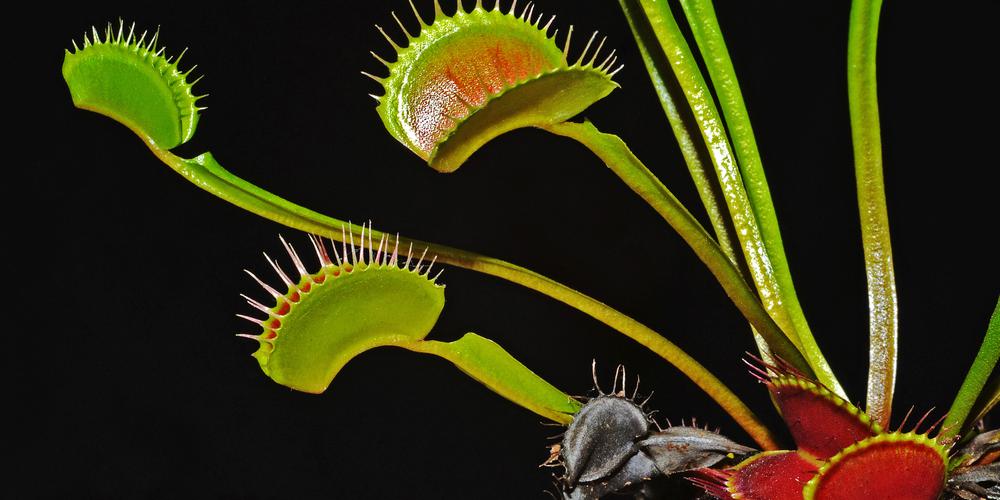 Thumbnail for How does the Venus flytrap work?