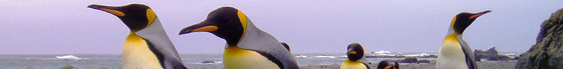 Penguins