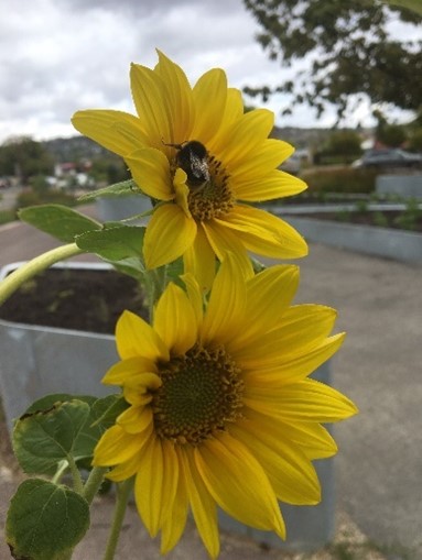 Bees at Inveresk Community Garden