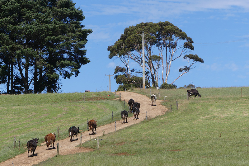 Thumbnail for Dairy Businesses for Future Climates | Tasmanian Institute of Agriculture