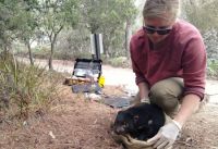 PhD projects piecing together the puzzle for the Tasmanian Devil 