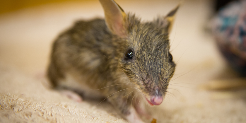 Thumbnail for Guardian dogs provide safe haven for endangered bandicoots