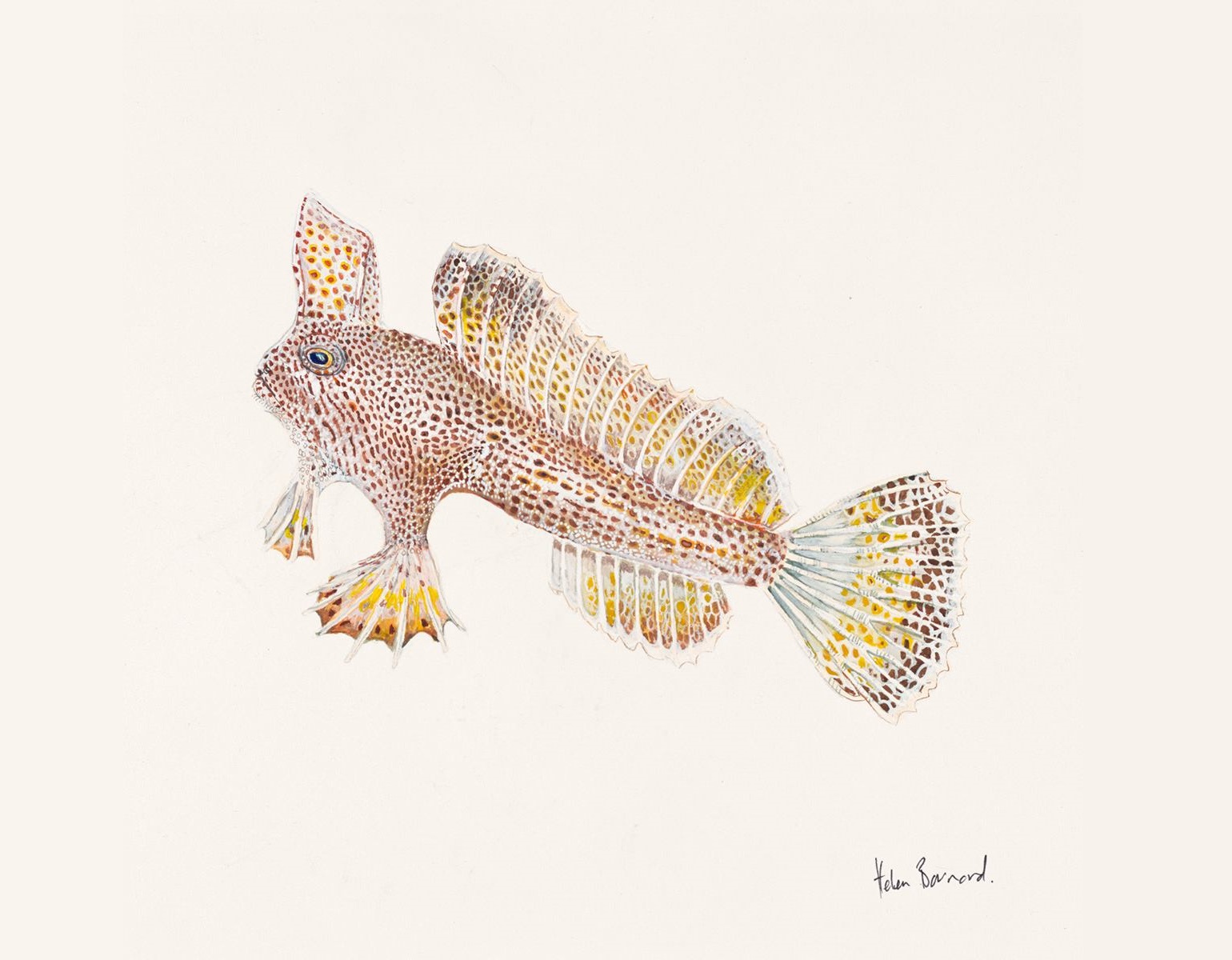 Spotted handfish by artist Helen Barnard