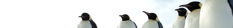 Penguins