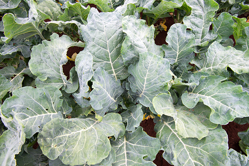 Thumbnail for Area-wide management of vegetable diseases | Tasmanian Institute of Agriculture