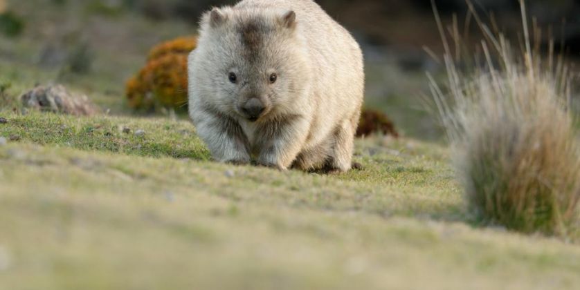 Thumbnail for Researchers join forces to help save Tassie wombats